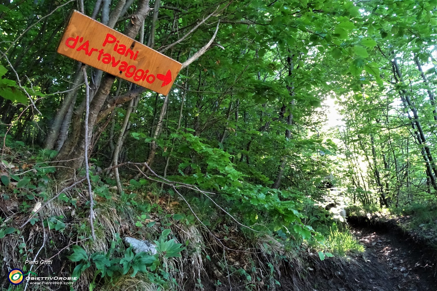 12 Sul sent. 150 nel bosco verso i Piani di Artavaggio.JPG